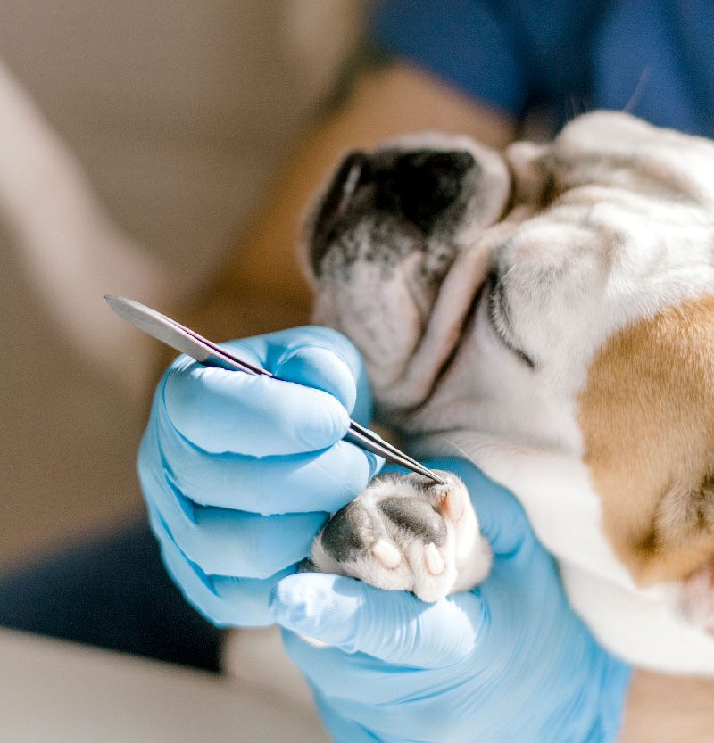 Veterinární klinika Přerov Veterinární klinika Přerov